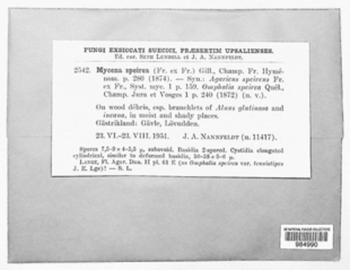 Phloeomana speirea image